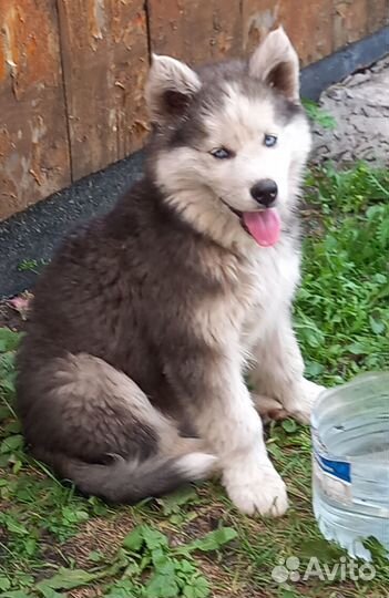 Щенки хаски