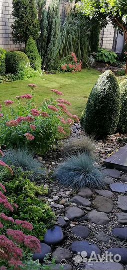 Овсяница голубая, морозник, хоста