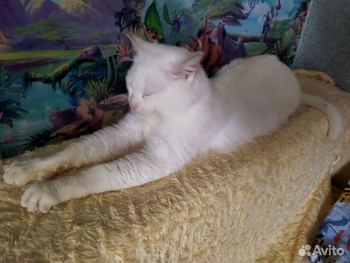 Кот для счастья