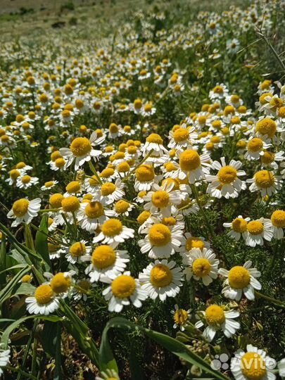 Ромашка Крымская