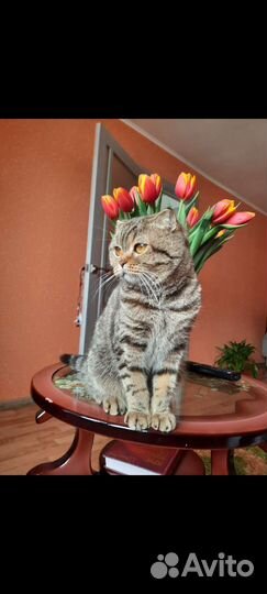Шотландская кошка