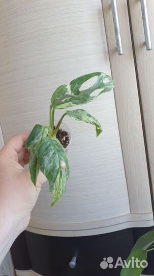 Монстера индо минт