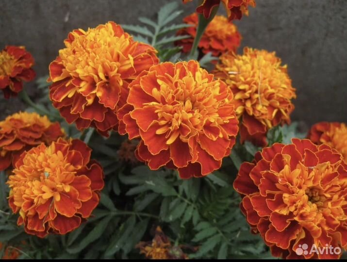 Рассада однолетних цветов