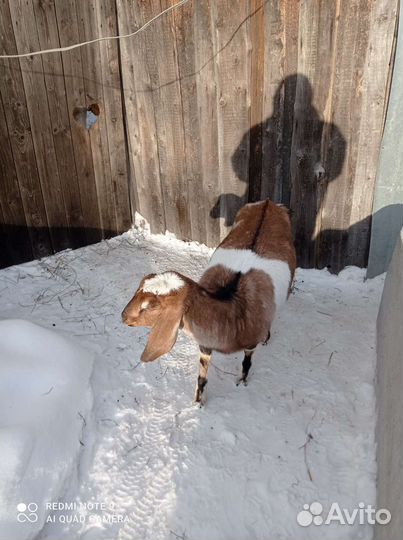 Нубийская козочка