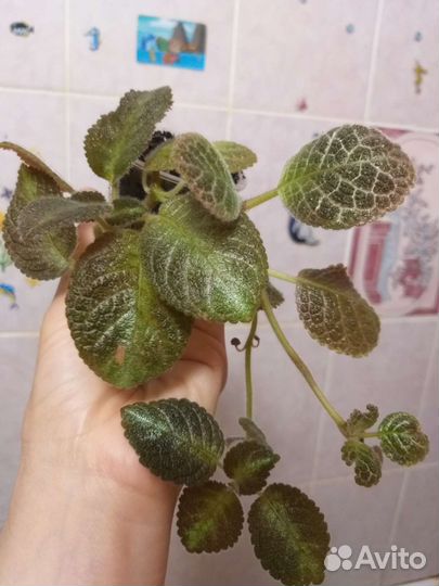 Нолина,алоказия Полли,герань,мята домашняя