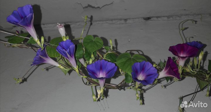 Вьюны семена 50шт