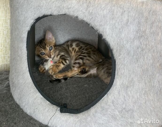 Бенгальская леопардовая кошка