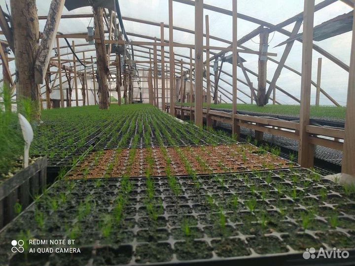 Сеянцы сосны с окс и зкс в кассет