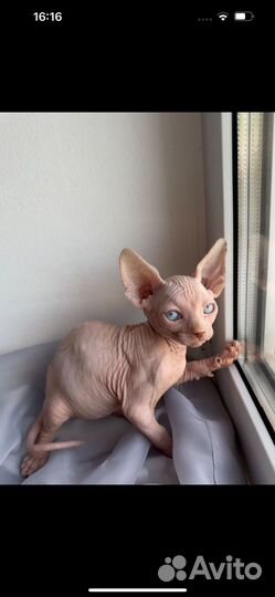 Котята сфинкс эльф