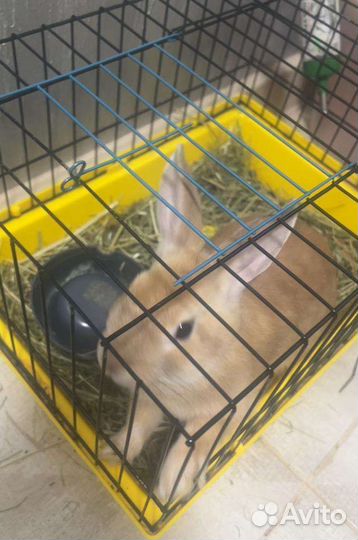 Декоративные кролики