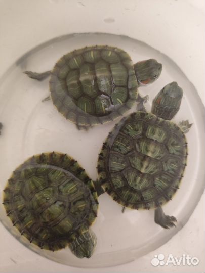 Красноухая черепаха бесплатно