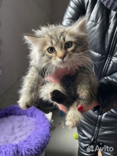 Котята пушистики в добрые руки