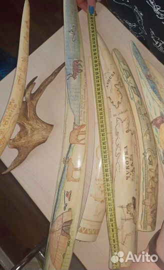 Моржовый бивень