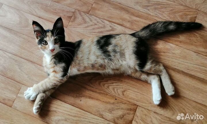 Кошки в добрые руки бесплатно