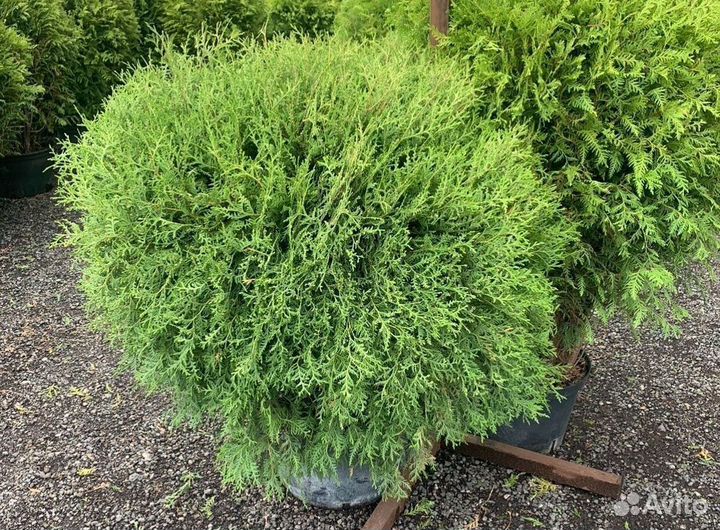 Туя Вудварди