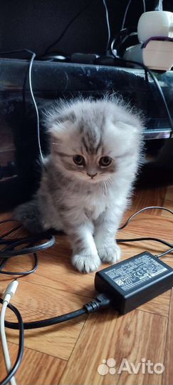Котята продаются