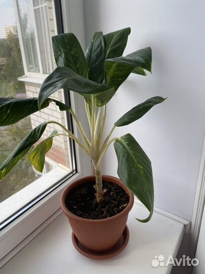 Аглонема король сиама