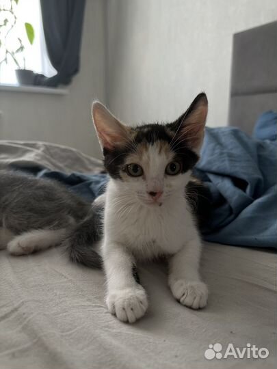 Котята бесплатно