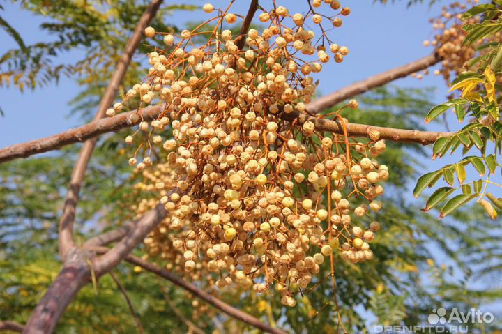 Мелия иранская или Четковое дерево