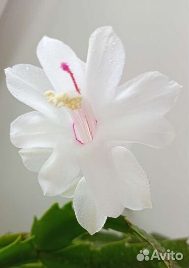 Сортовые Шлюмбергеры (декабристы)