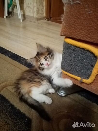Котята муйн кун