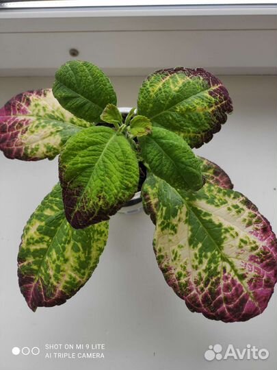 Колеус Аватар