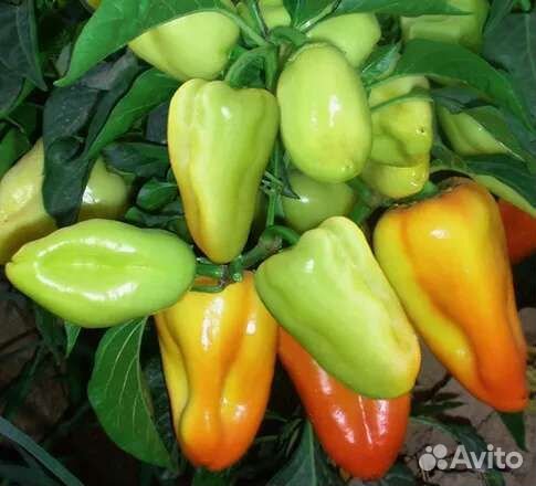 Поло F1Семена 1000 шт Саката Япония