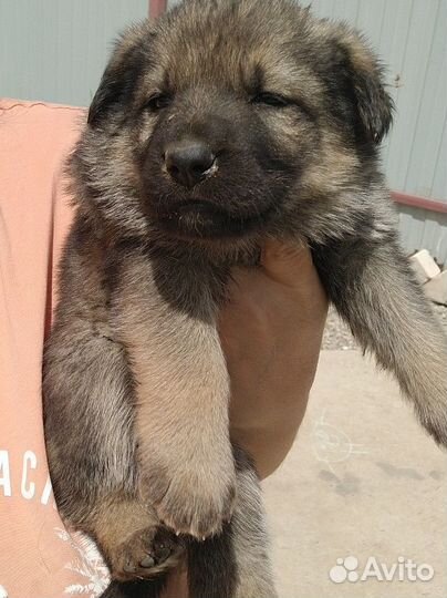 Немецкая овчарка