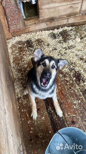 Молодая собачка ждёт тебя