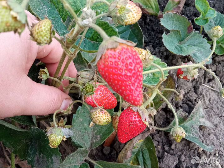 Рассада клубники многоразовой