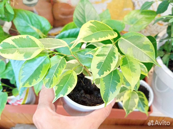 Домашние растения