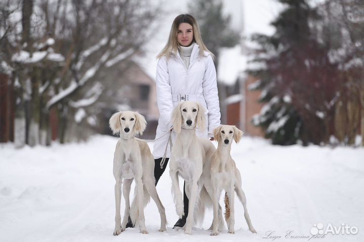 Хендлер (показ собаки на выставке)