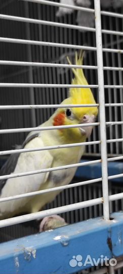 Попугай корелла с клеткой