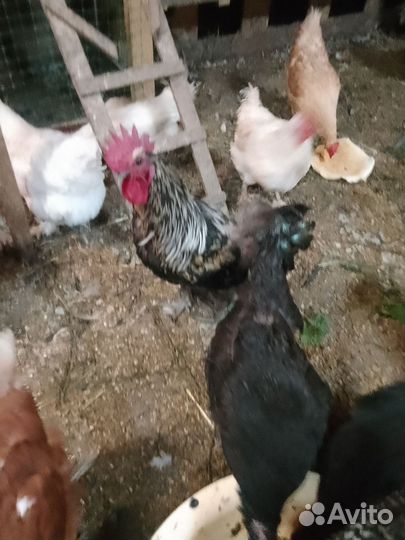 Петухи