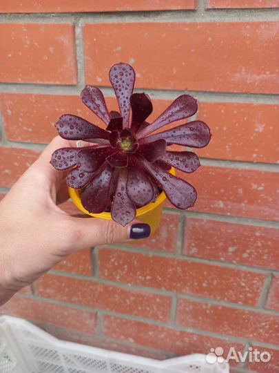 Эониум Шварцкопф