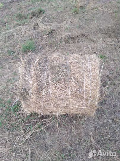 Продам сено в рулонах