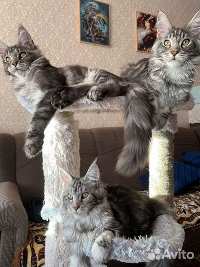 Кошка мейкун