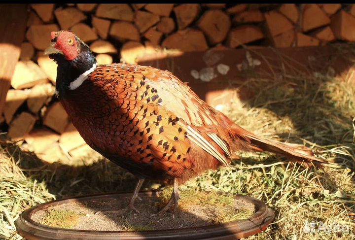 Фазан охотничий таксидермия чучело птиц охота