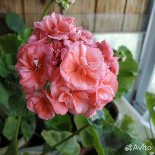 Пеларгония Мормор и другие домашние цветы