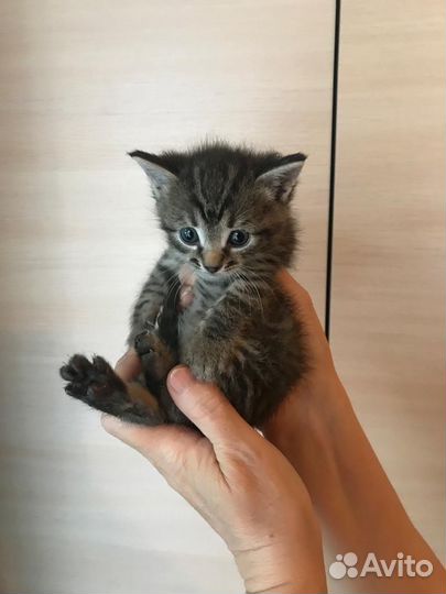 Три котенка и кошка ищут дом