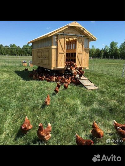 Куры молодки