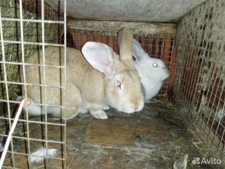 Кролик, сукрольные крольчихи, мясо кролика