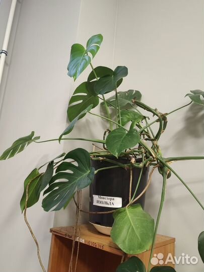 Монстера взрослая
