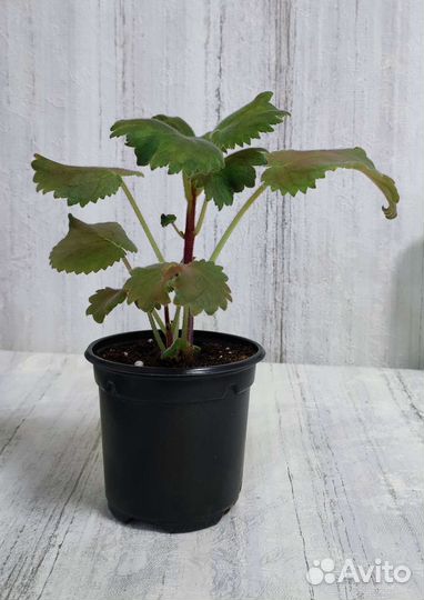 Смитианта Golden Leopard