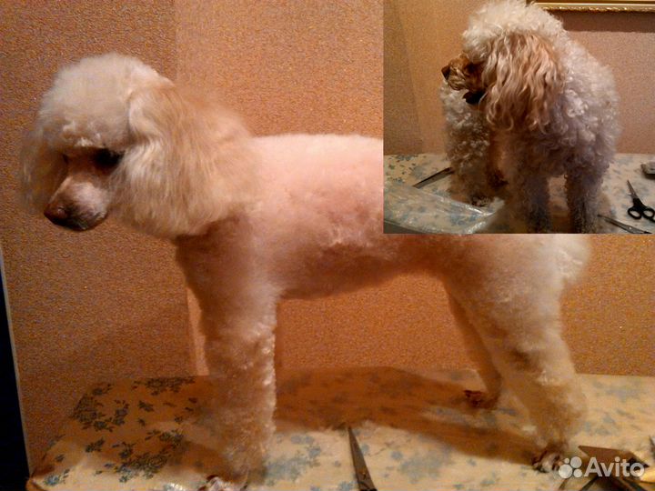 Стрижка Собак Кошек. Быстро и Качественно