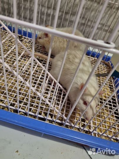 Крыса с клеткой