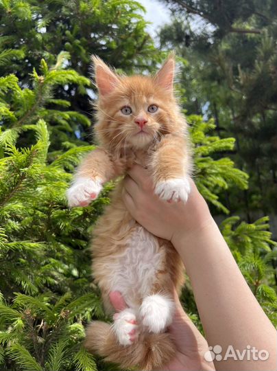 Котята мейн-кун