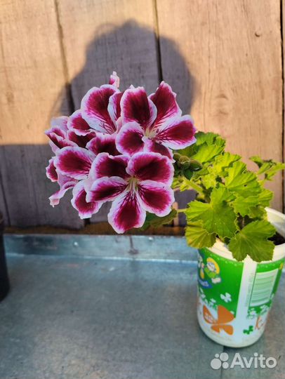 Пеларгония герань