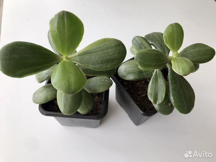 Комнатные растения