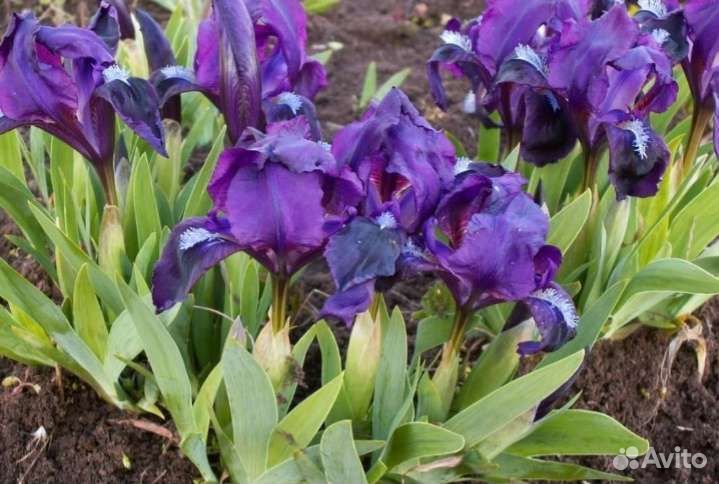 Ирисы бордюрные